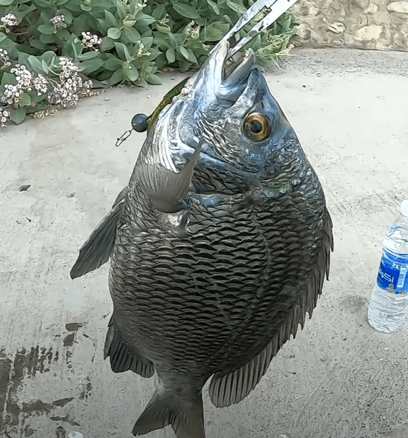 Softbait Ajing for Ultralight / exUL 3pcs Set