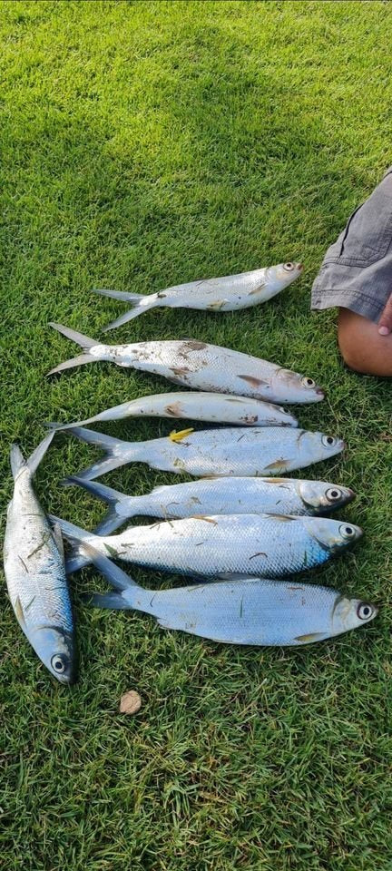 MILK FISH (BANGUS) RIG SETUP for Bait and Wait Fishing